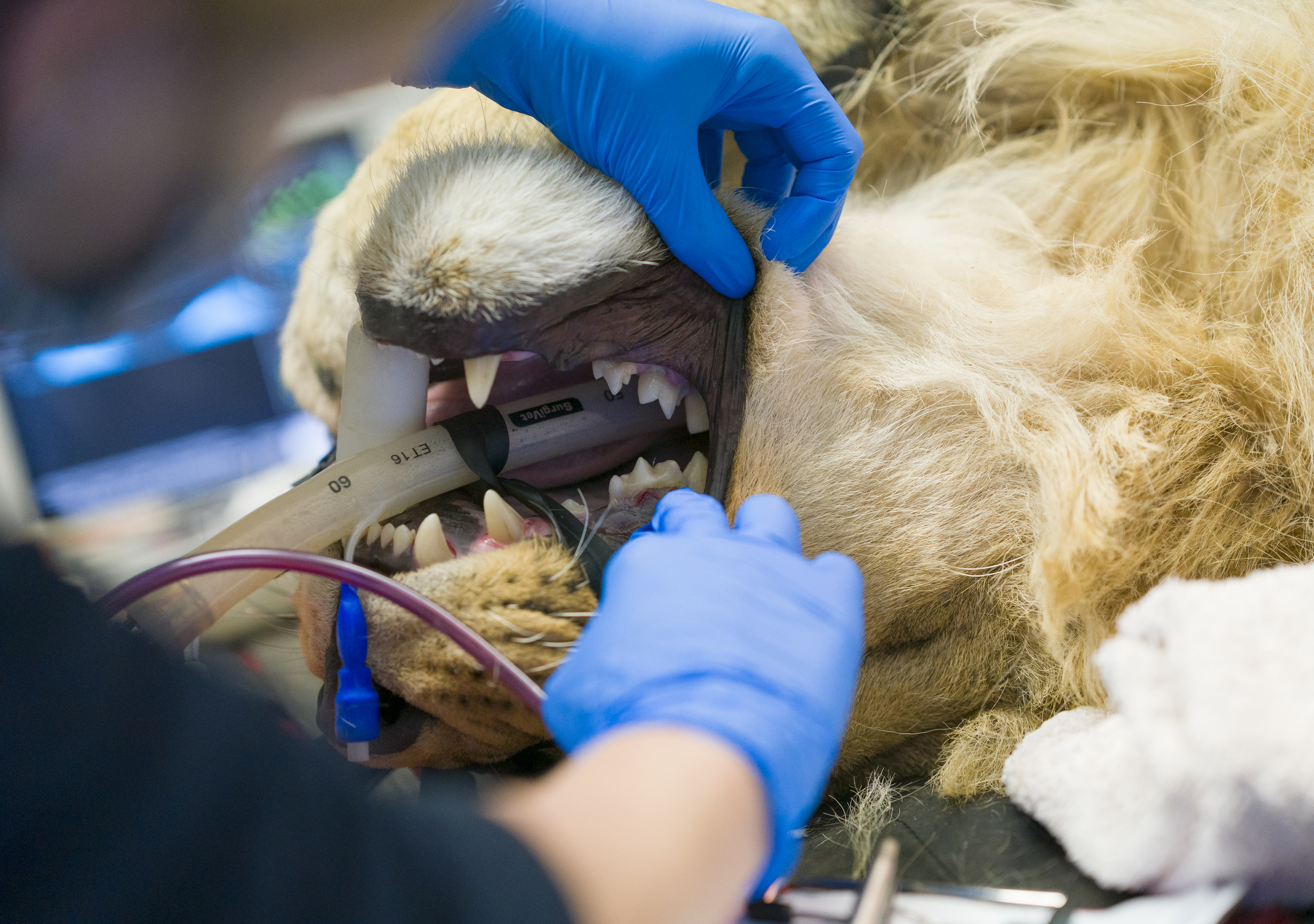 YWP Lion Health Check 027