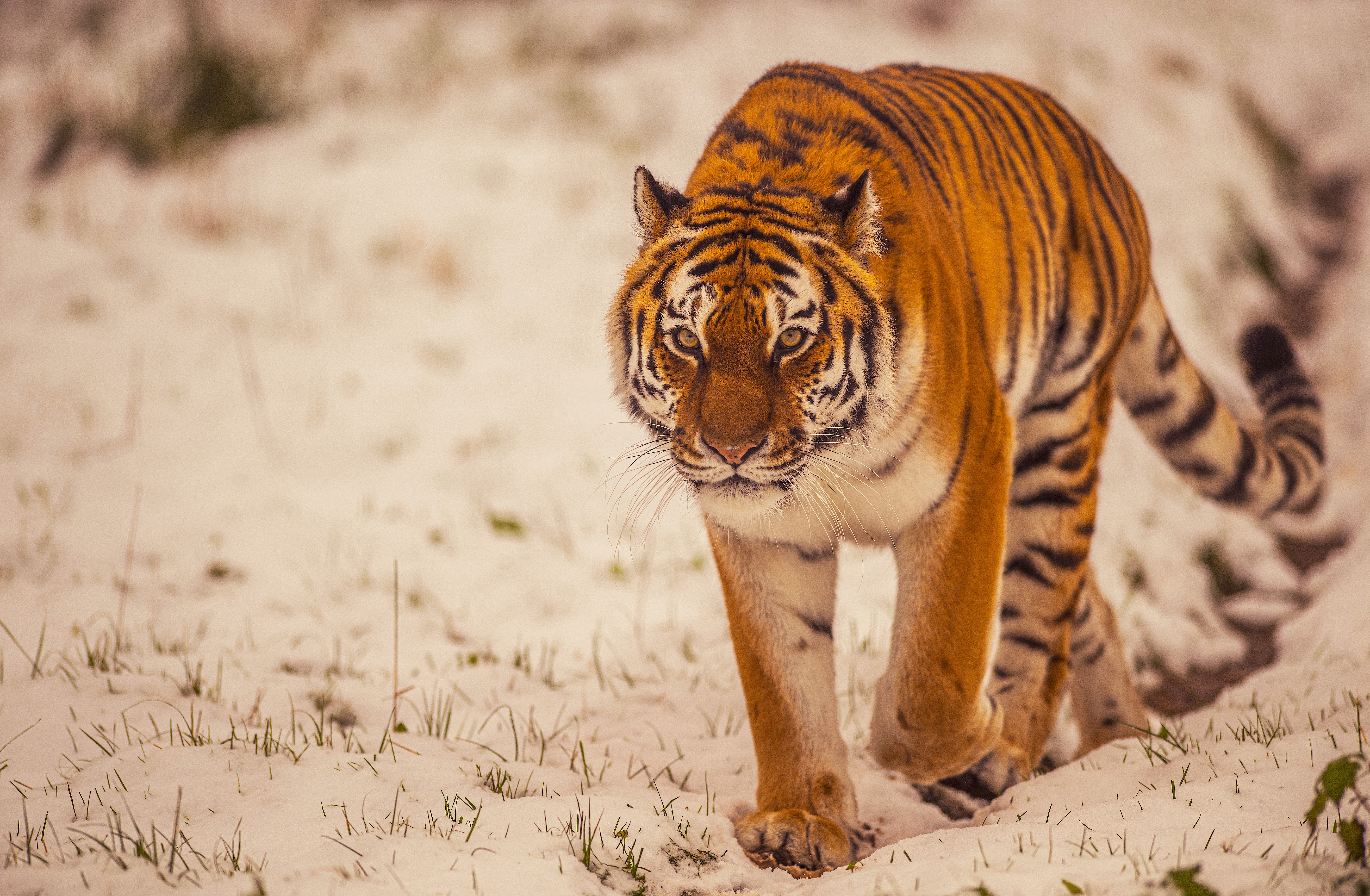 2023 Land Of The Tiger Dr Ywp 91