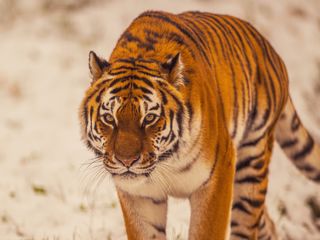 2023 Land Of The Tiger Dr Ywp 91