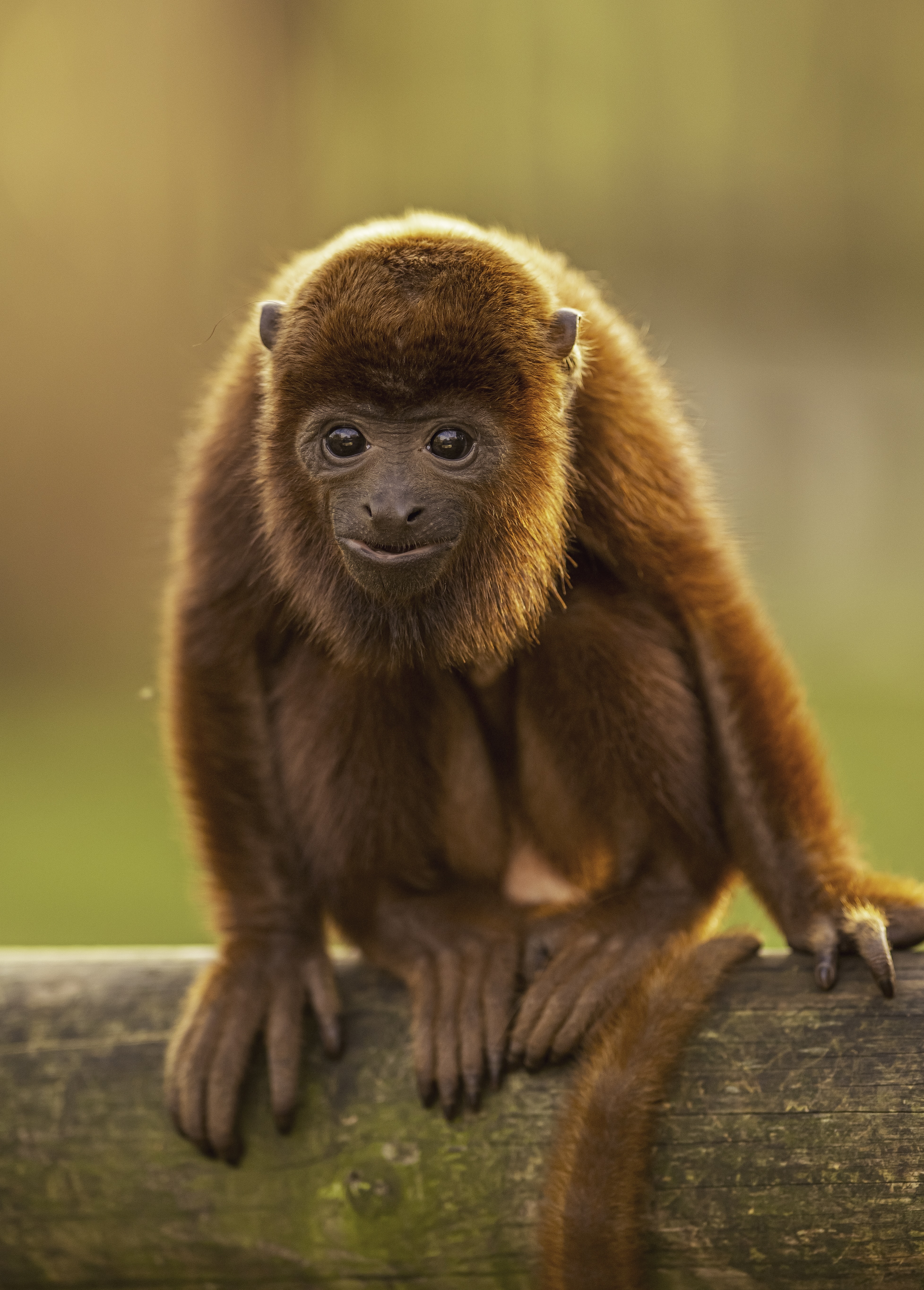 2025 Howler Monkey Dr Ywp 4