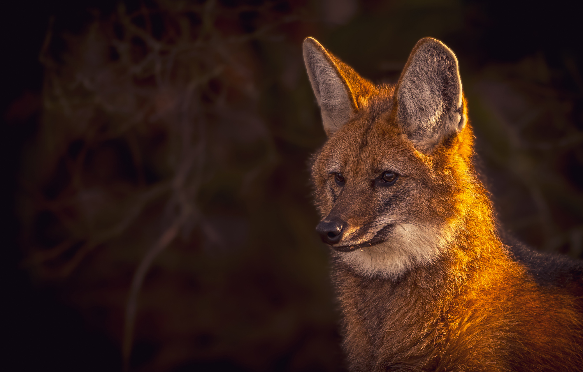 Maned Wolves at Yorkshire Wildlife Park
