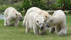Polar Bear Flocke looking after Polar Bear cubs