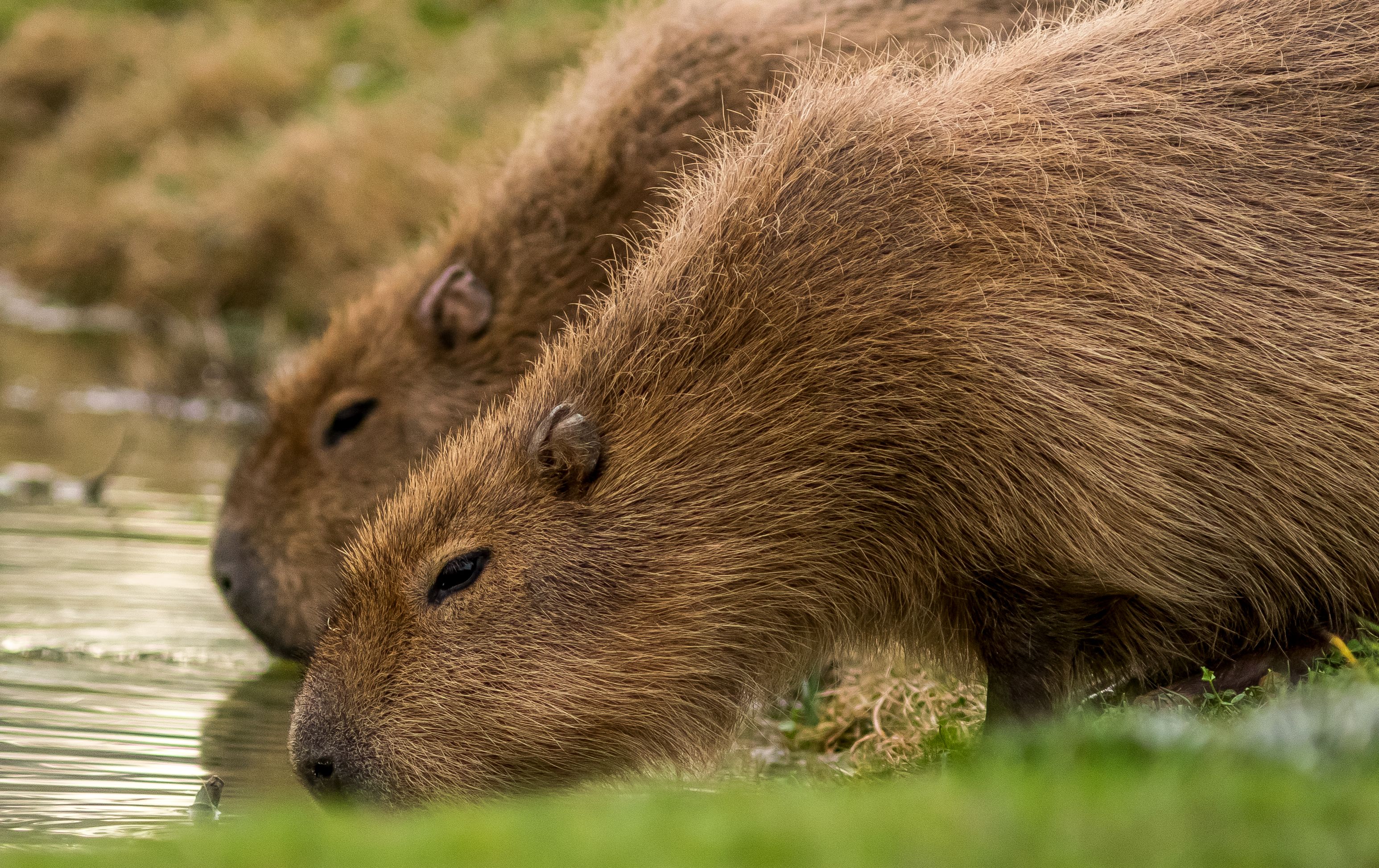 2017 07 06 Capybara 1 Dr Ywp