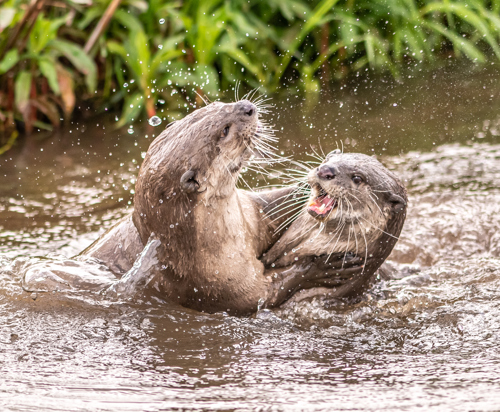 2023 05 31 2023 Smooth Coated Otters 21 Dr Ywp