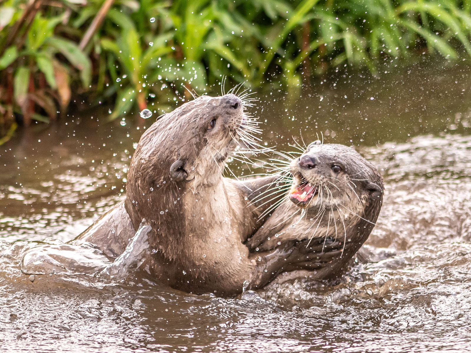 2023 05 31 2023 Smooth Coated Otters 21 Dr Ywp