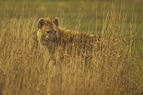 2024 Hyena Dr Ywp 14