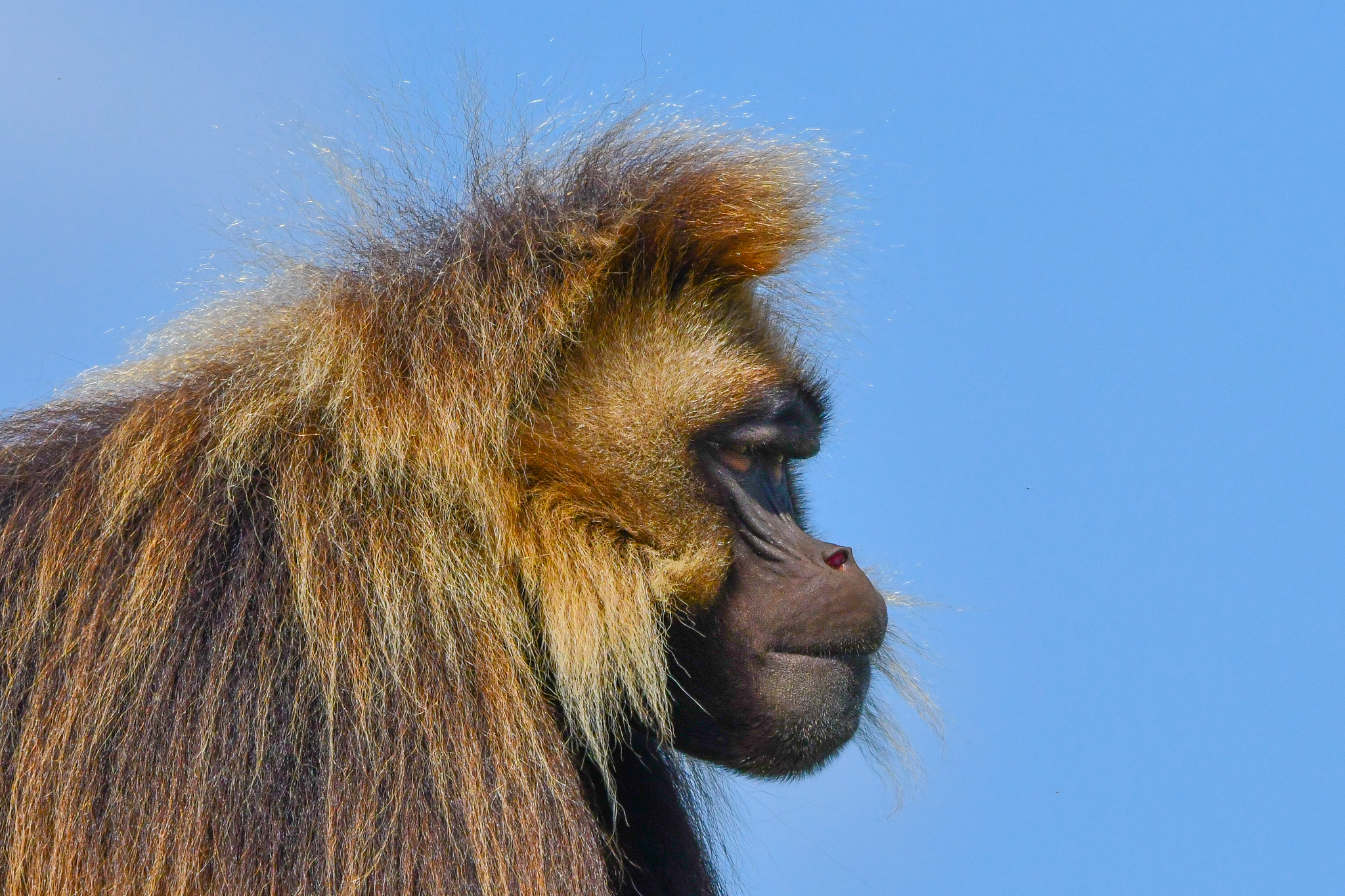 Gelada Sun Blue Sky (CR.Alicia Knitter)