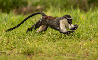 2022 06 02 2022Roloway Monkey 19 Dr Ywp