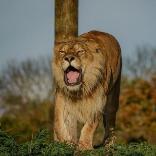 492787423 1106213694886011 6254210348146223509 N