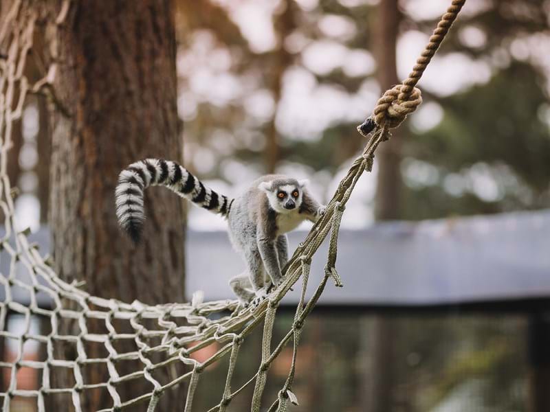 Ring Tailed Lemur (CR.Hayley Roberts)