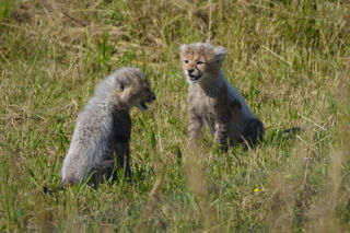 YWP Cheetah Cubs 016