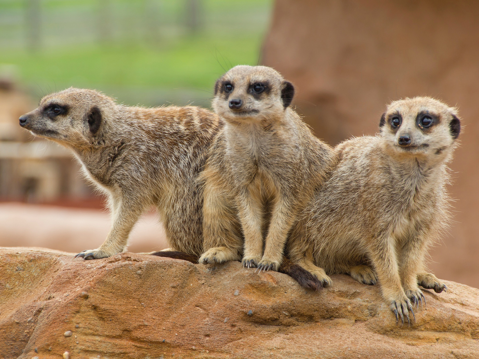 Meerkats