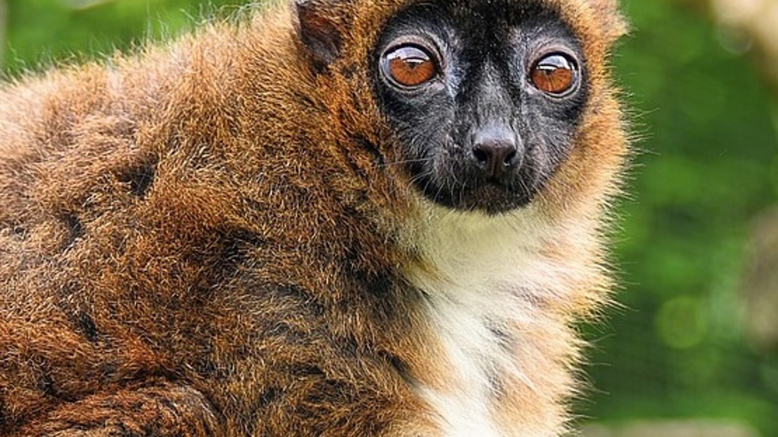Lemur 7583339 1280