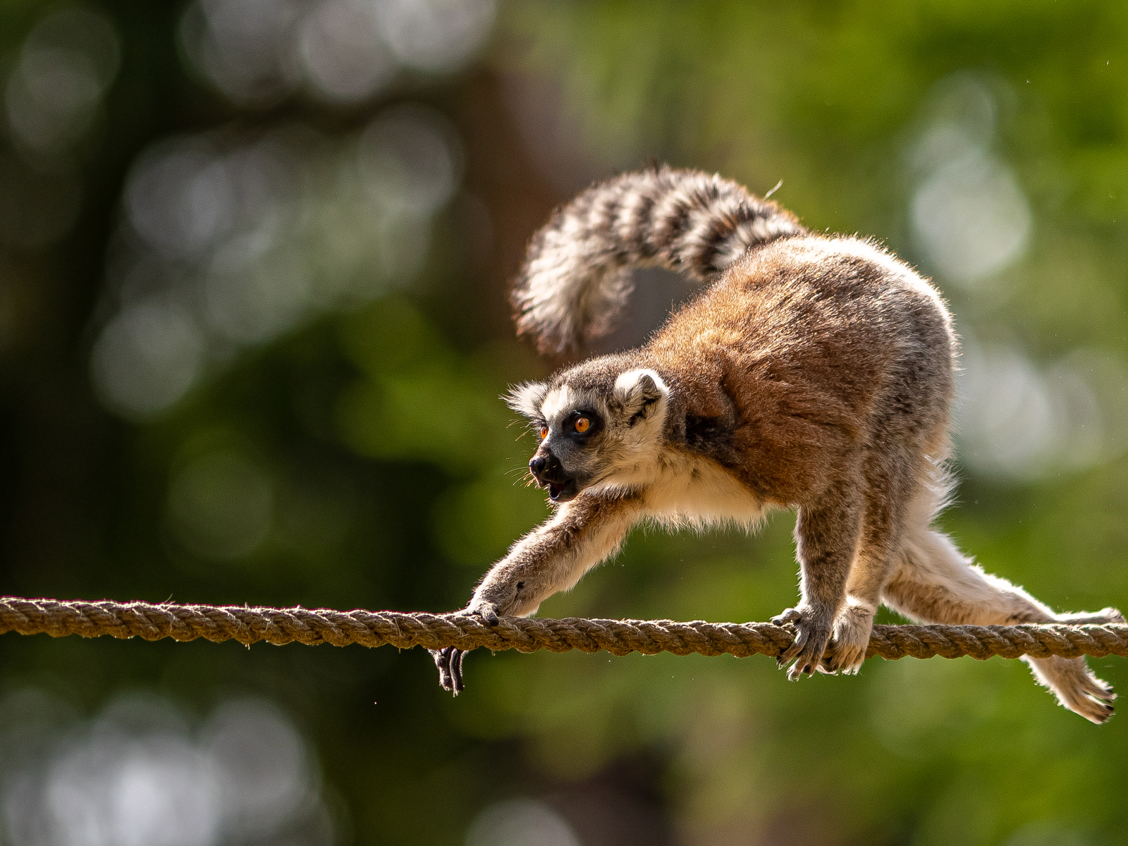 2022 07 10 2022Ring Tailed Lemur 1 Dr Ywp