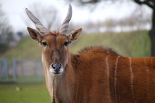 Eland Copy