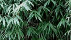 Arrow Bamboo (Phyllostachys Japonica)