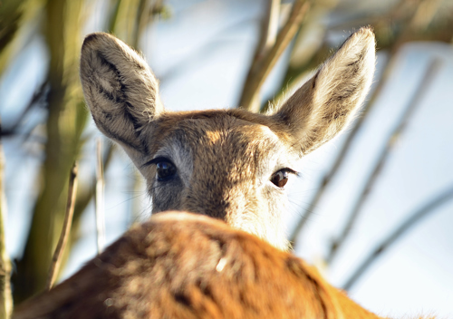 Lechwe Female Peekaboo, Looking Behind At Camera