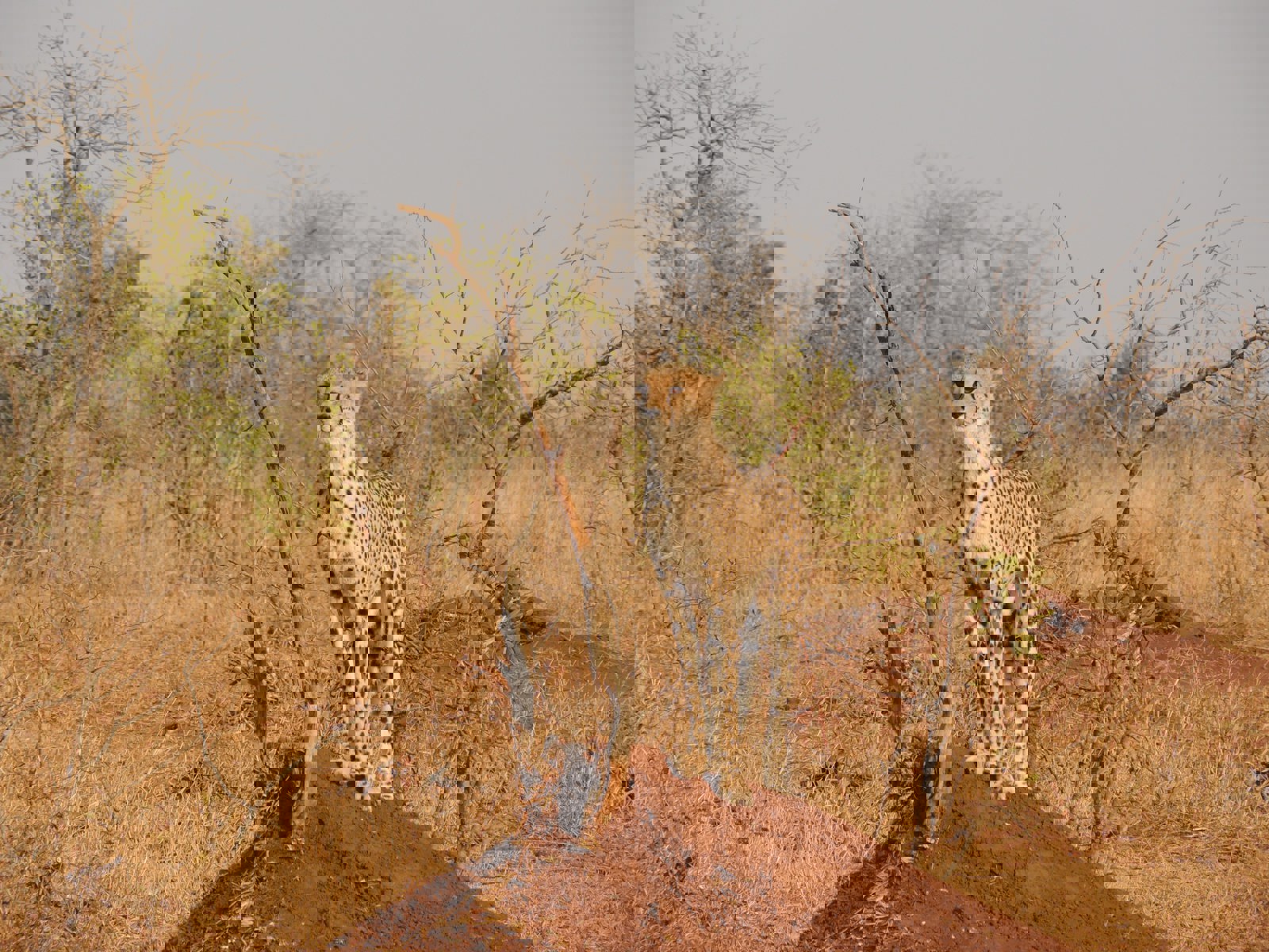 Corentin Marzin Ks5r03e Ff4 Unsplash