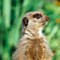 Meerkat (CR. Sarah Slater)