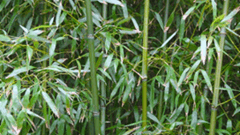Bisset Bamboo (Phyllostachys Bissetti)