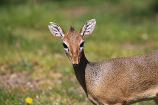 Dik Dik