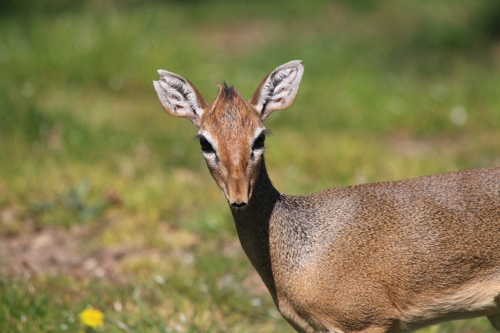 Dik Dik
