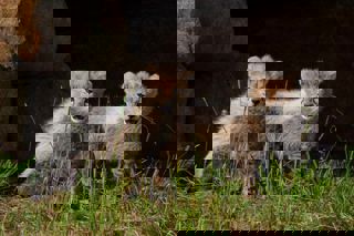 Ywp Cheetah Cubs 014