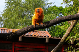 Golden Lion Tamarin 2