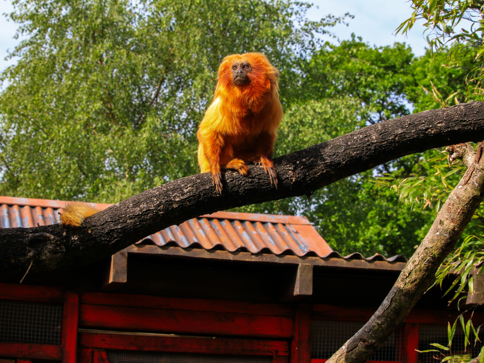 Golden Lion Tamarin 2