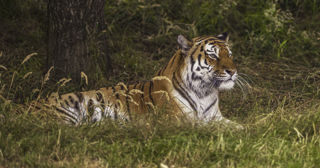 2024 Land Of The Tiger Dr Ywp 44