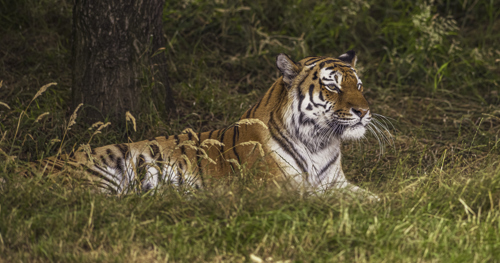 2024 Land Of The Tiger Dr Ywp 44