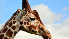 Giraffe (CR. Peter Williams) (1)