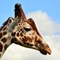 Giraffe (CR. Peter Williams) (1)
