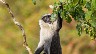 2022 09 29 2022Roloway Monkey 27 Dr Ywp