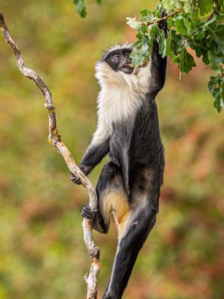 2022 09 29 2022Roloway Monkey 27 Dr Ywp