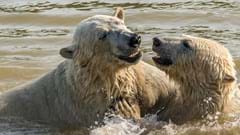 Polar Bears Playing In Water Copy