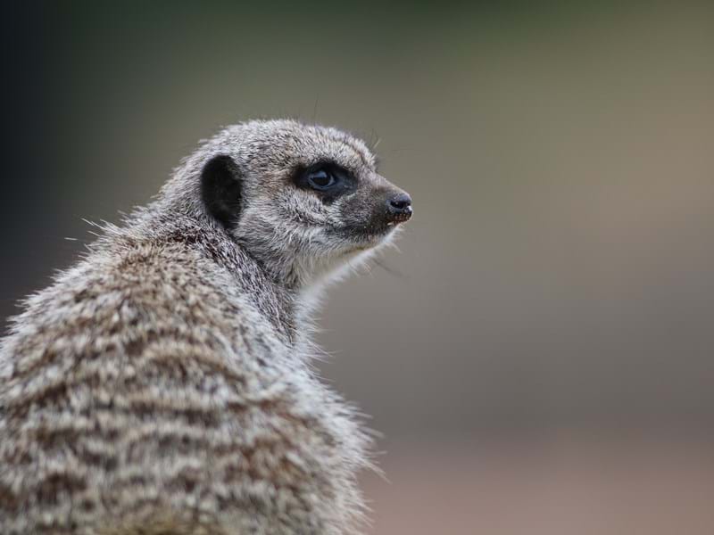 Meerkat (Cr.Will Hempworth)