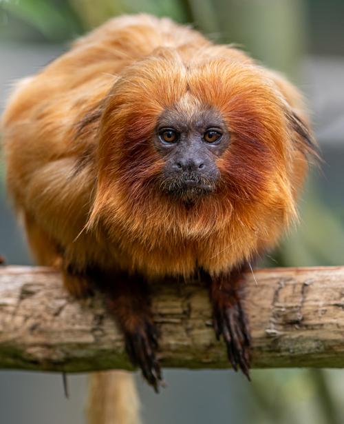 2023 05 31 2023 Golden Lion Tamarin 10 Dr Ywp