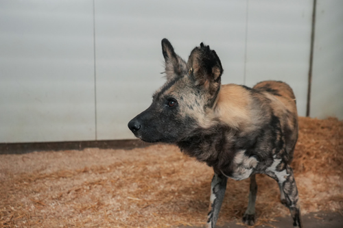 African Painted Wild Dogs 1