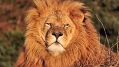 African Lion (CR. Janice Johnson)