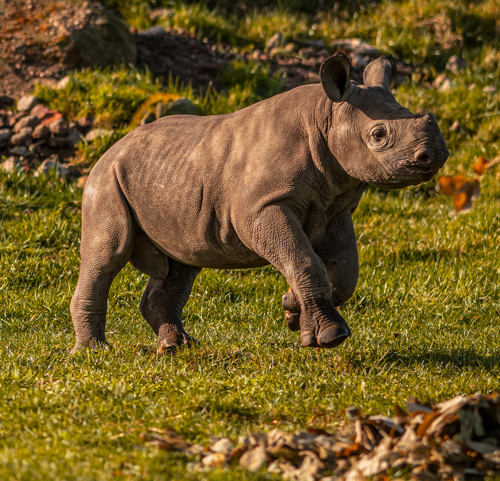 2024 Rocco The Rhino Dr Ywp 37