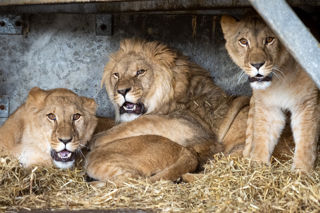 Photo Credit Andy Commins 48