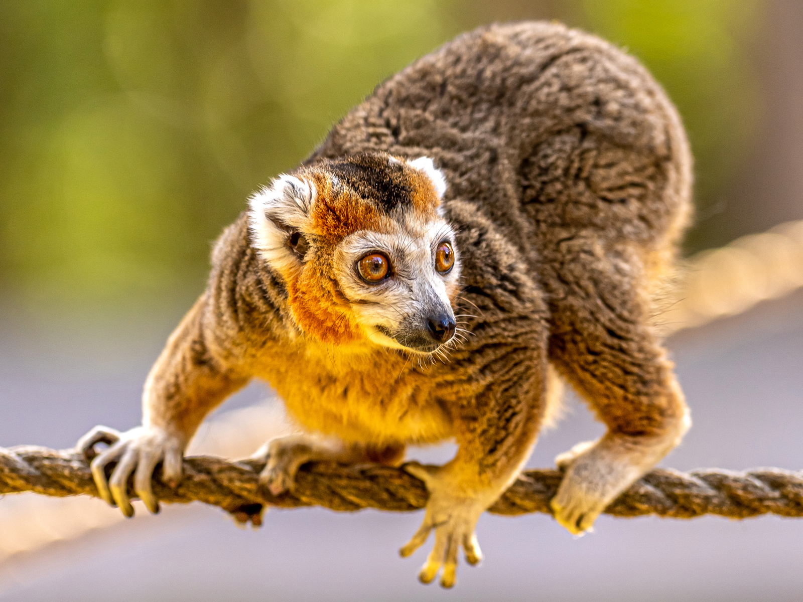 Crowned Lemurs at Yorkshire Wildlife Park