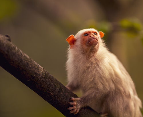 2024 Silvery Marmoset Dr Ywp 5