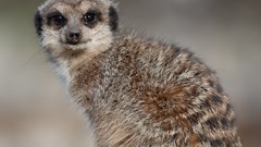 Meerkat (CR. Sam M)