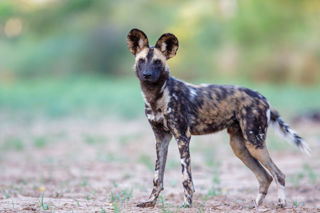 Adobestock 234475199