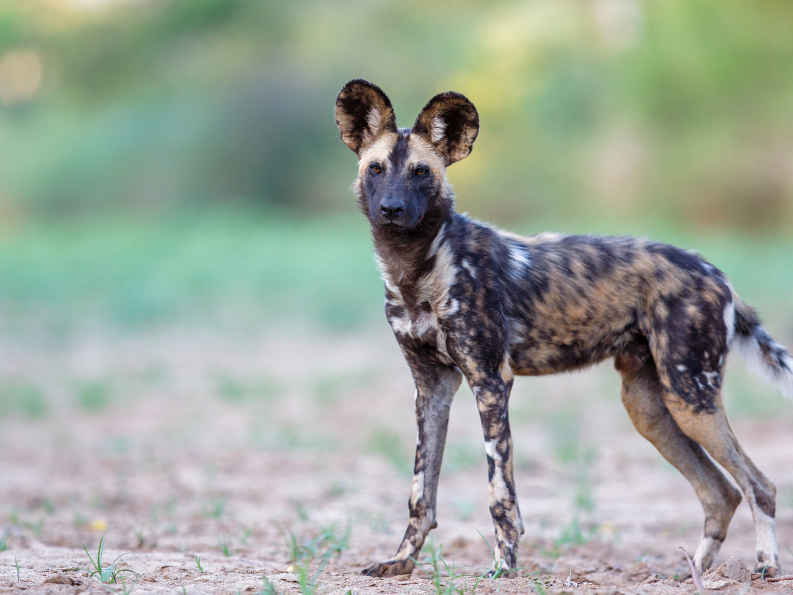 Adobestock 234475199