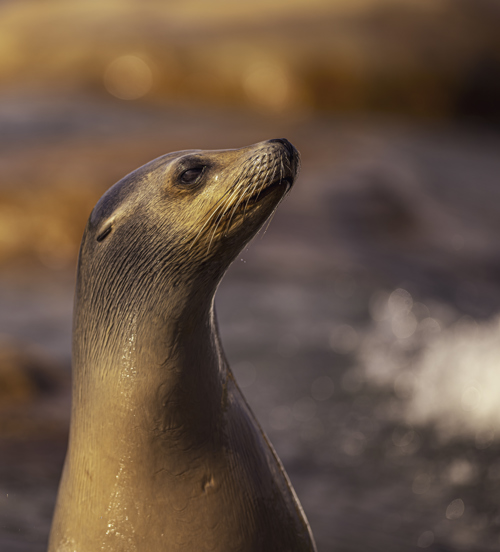 2024 Sea Lions At Point Lobos Dr Ywp 65