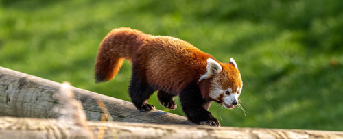 2022 12 01 2022Red Panda 1 Dr Ywp