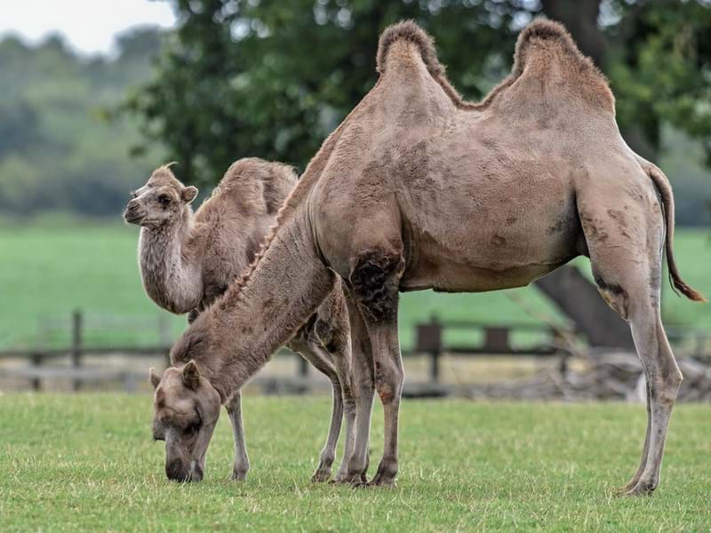 Camels at Yorkshire Wildlife Park
